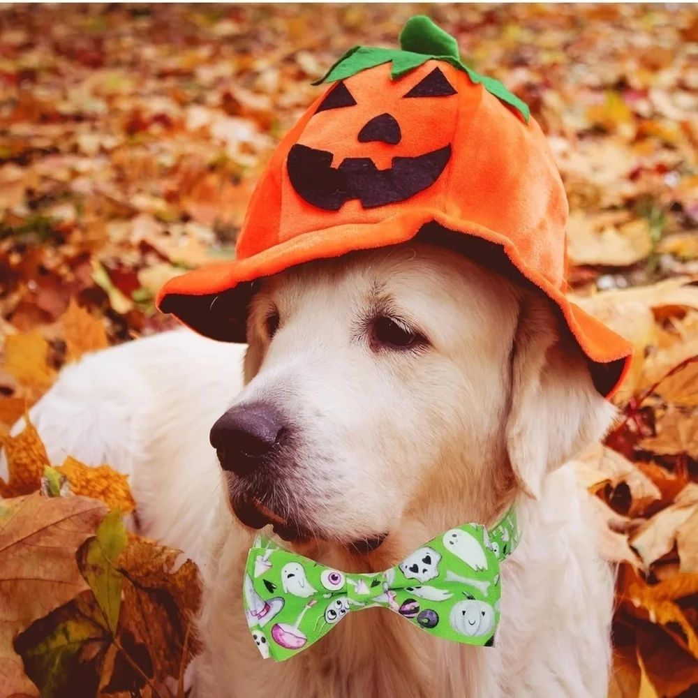 Dog Halloween Dog Collar with Bow Tie Medium-(12.5-20